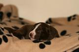 BORDER COLLIE 1293